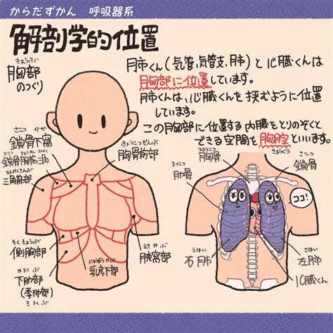 胸部位置|胸腔と肺の構造 